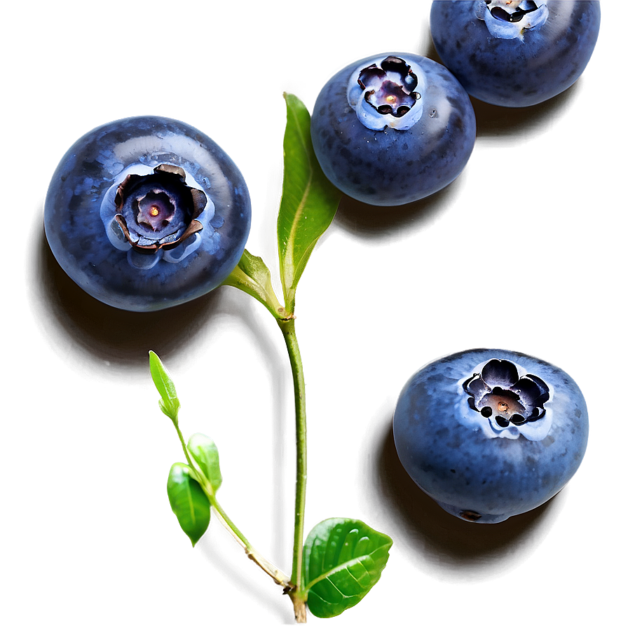 Handpicked Blueberries PNG 05242024 PNG with transparent background