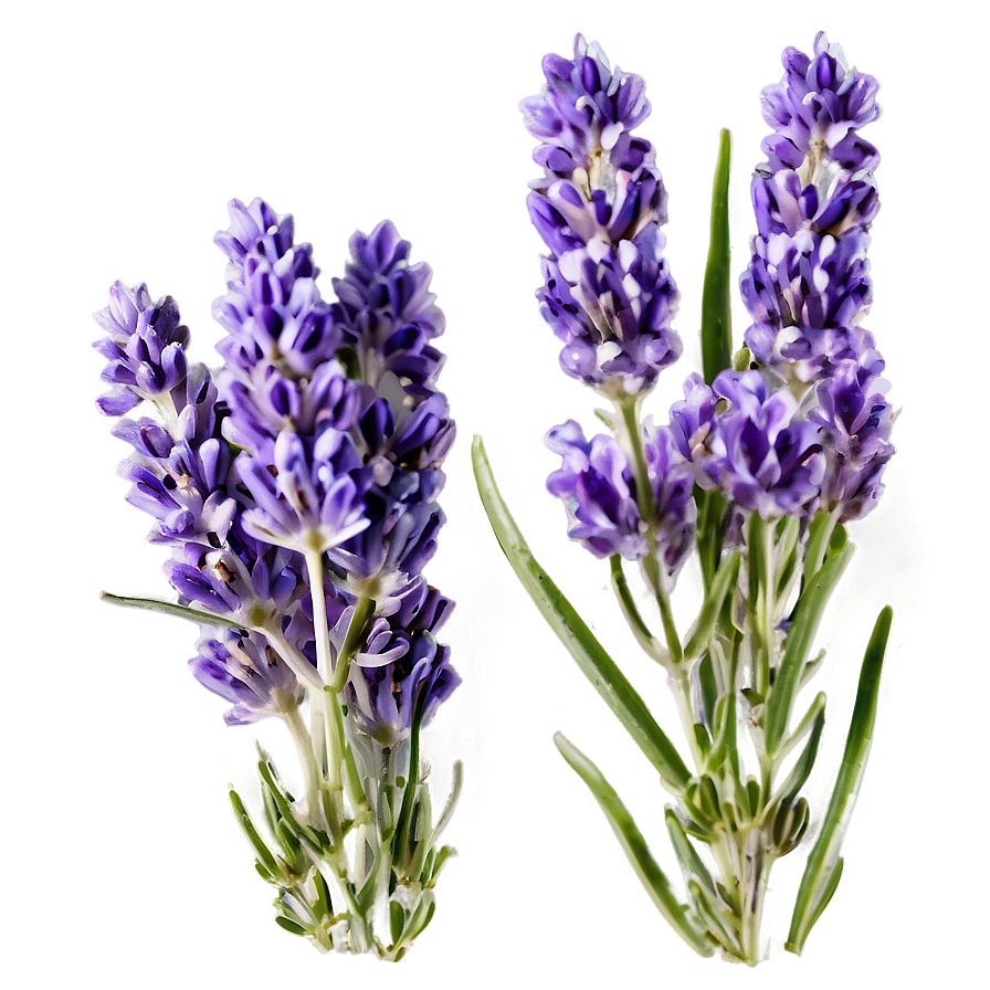 Handpicked Lavender Png Ama