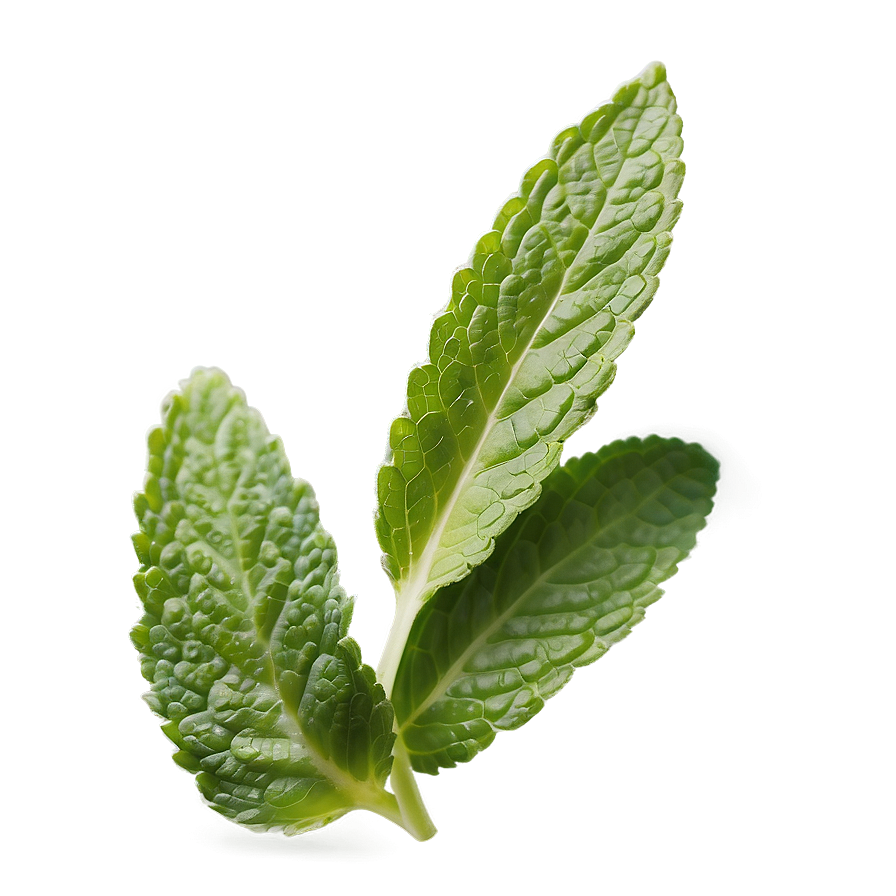 Handpicked Mint Leaves Png 36