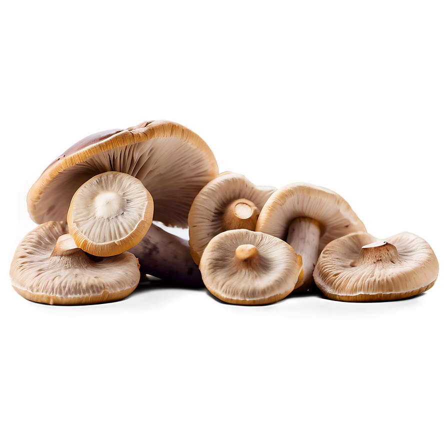 Handpicked Mushrooms Png 98