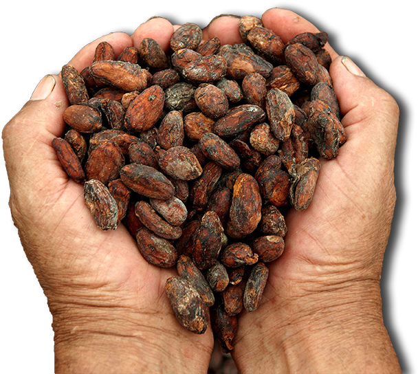 Hands Holding Cacao Beans