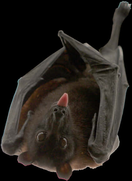 Hanging Bat Black Background.jpg PNG with transparent background