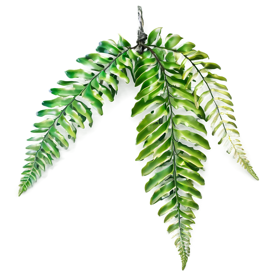 Hanging Fern Leaf Decoration Png Jbj