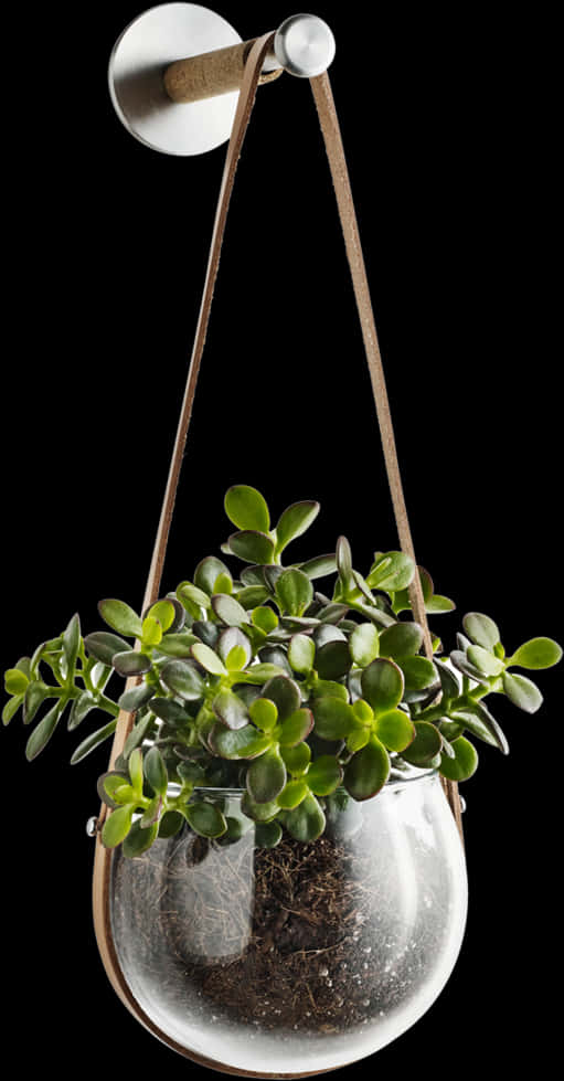 Hanging Glass Terrariumwith Succulent