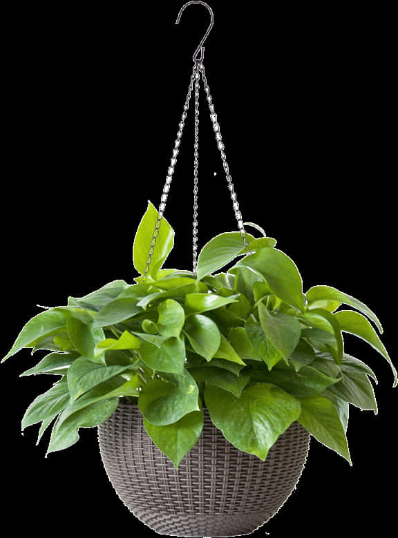 Transparent Sapling Clipart - Transparent Potted Plants Png, Png Download PNG with transparent background