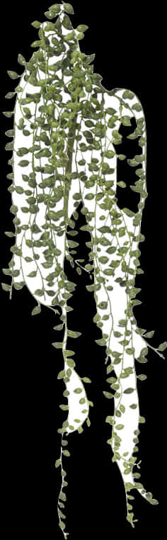 Hanging Green Stringof Pearls Plant