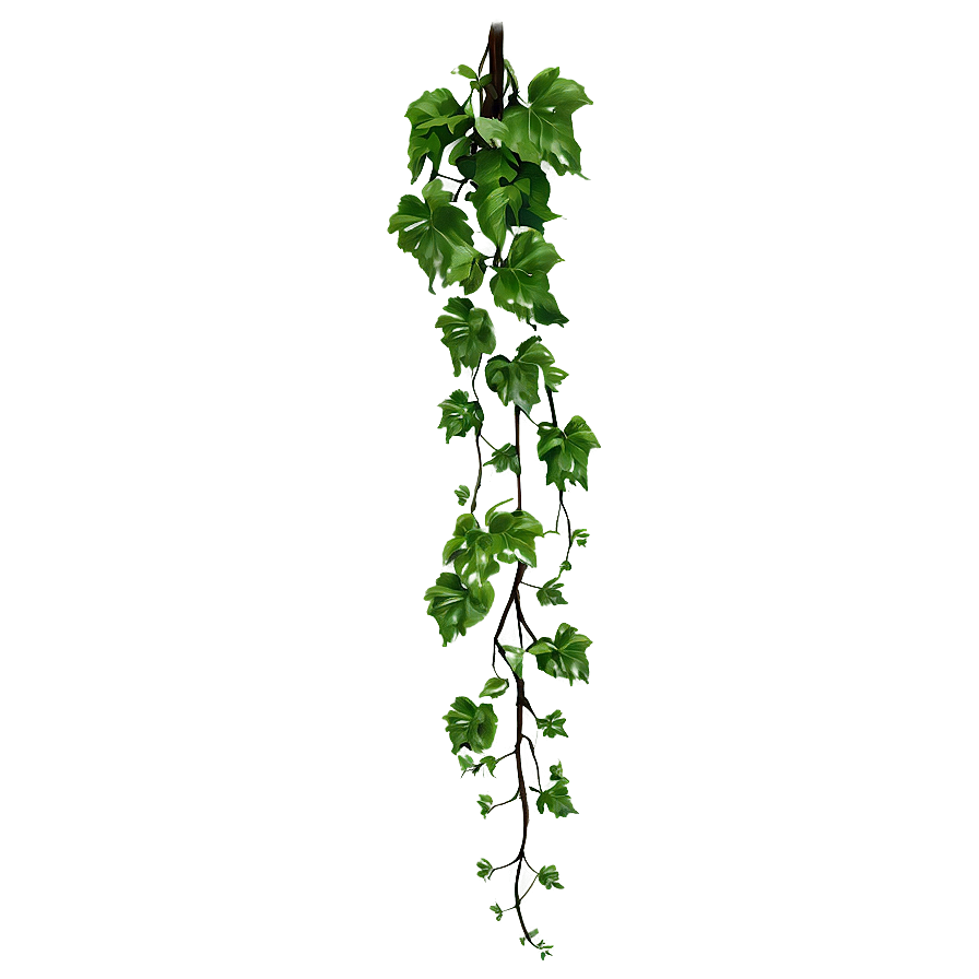 Hanging Green Vine.png PNG with transparent background