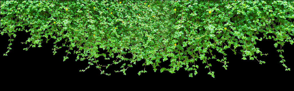 Hanging Green Vines Black Background