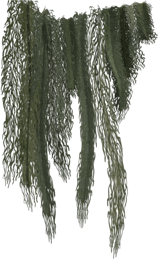 Hanging Moss Png - Jungle Vines Png Transparent, Png Download PNG with transparent background