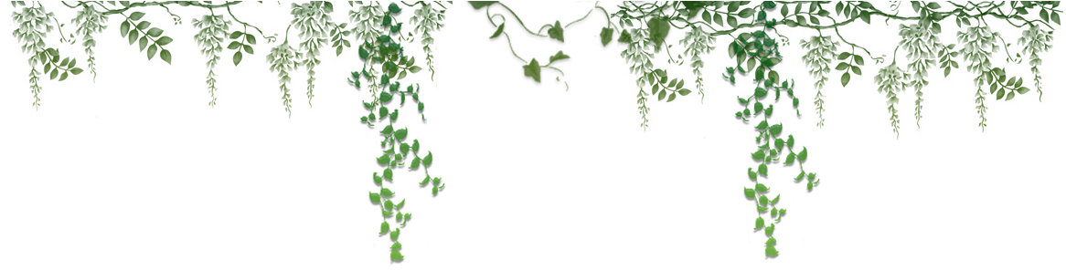 Ivy Vector Png - Vector Ivy Transparent Background, Png Download PNG with transparent background