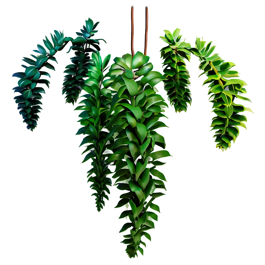 Hanging Plant PNG 05252024 PNG with transparent background