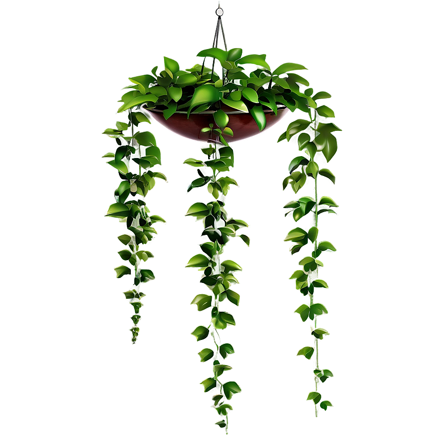 Hanging Plant PNG 05252024 PNG with transparent background