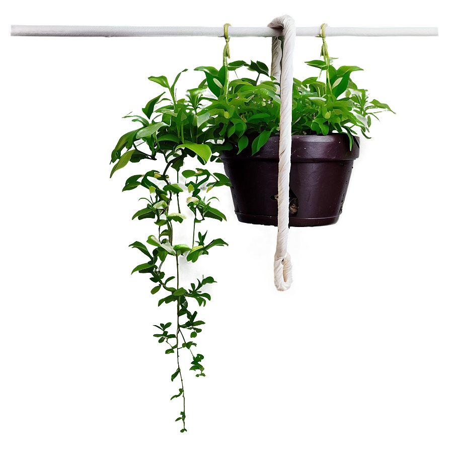 Hanging Plants Png Lns