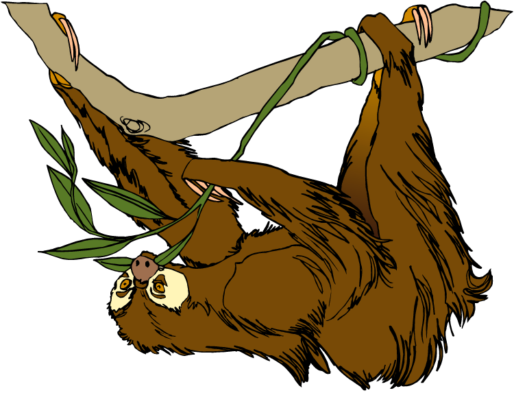 Hanging Sloth Cartoon Illustration