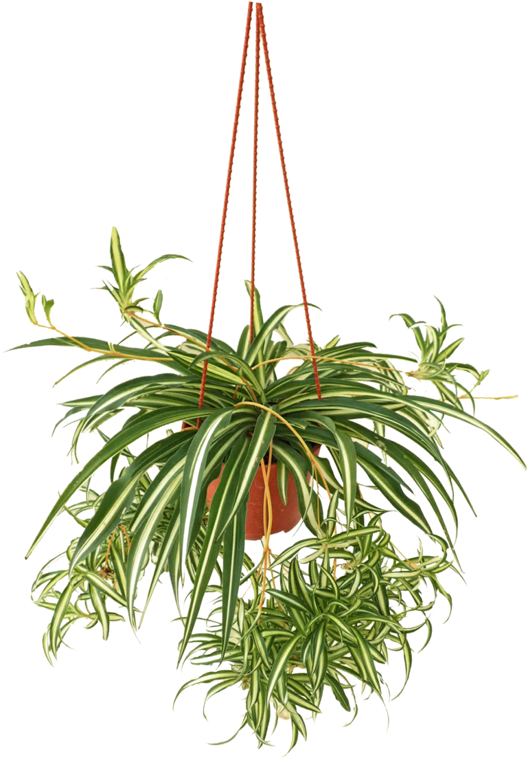 Hanging Spider Plantin Planter