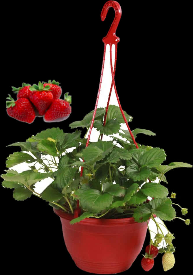 Hanging Strawberry Plant Pot