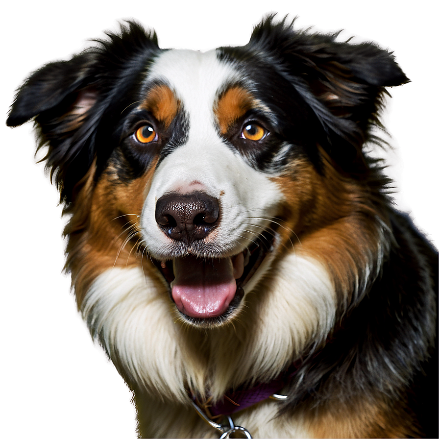 Happy Australian Shepherd Png Mdw