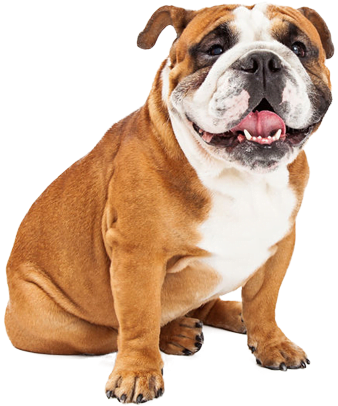 Happy Bulldog Sitting Transparent Background.png