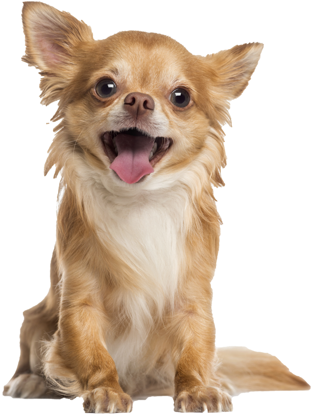 Happy Chihuahua Tongue Out