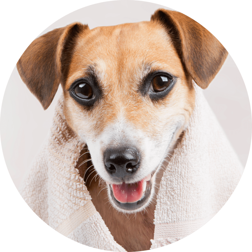 Bath Dog, HD Png Download PNG with transparent background