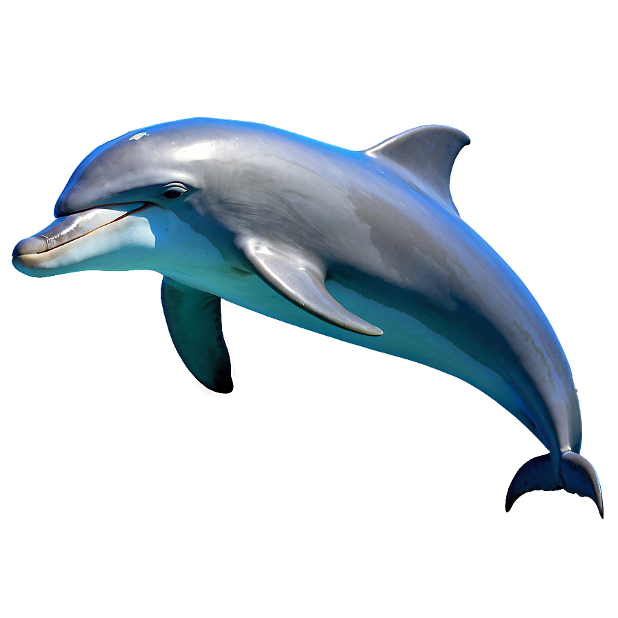 Happy Dolphin Png 10