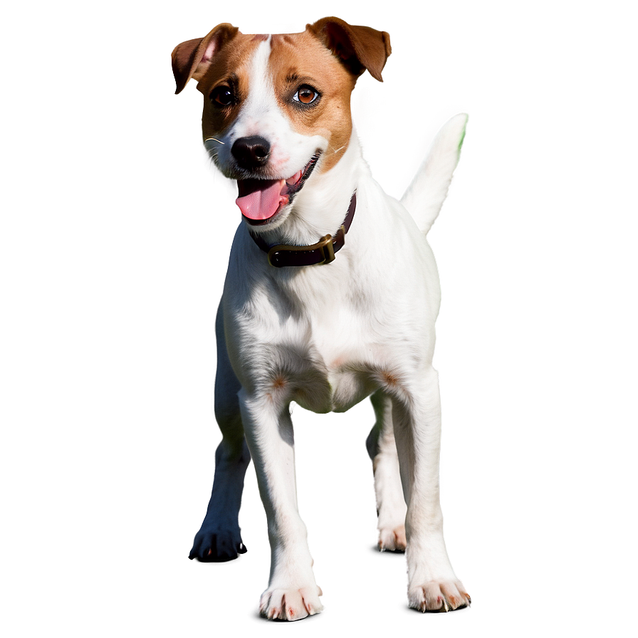 Happy Jack Russell Dog Png 06292024