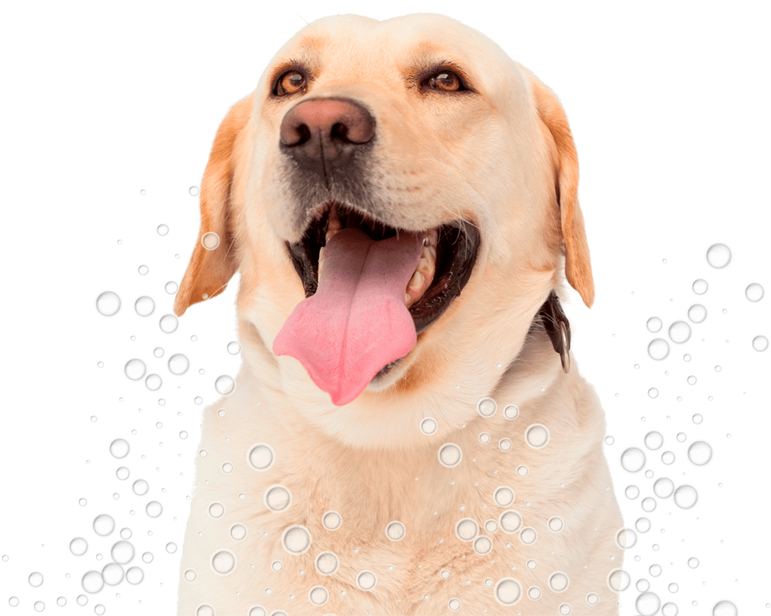 Happy Labrador Bubbles Fun