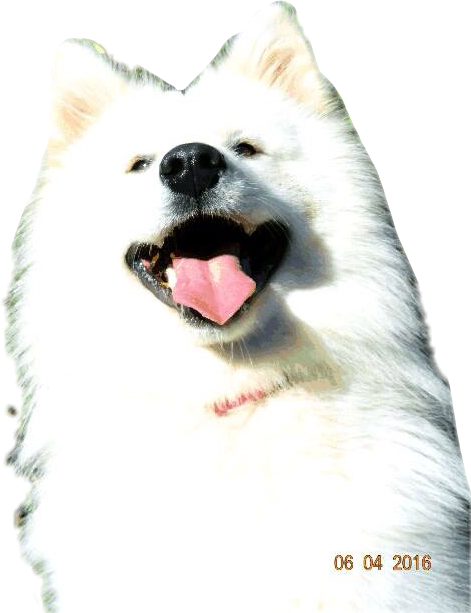 #dog #doglove #dogselfie #samoyeds #samoyed #samoyedsamojedewhite - Japanese Spitz, HD Png Download PNG image with a transparent background, free high-resolution download