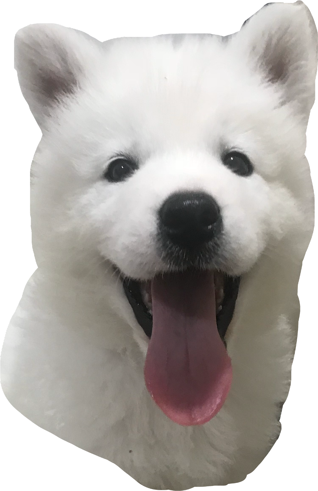 #samoyed #freetoedit - Dog Yawns, HD Png Download PNG image with a transparent background, free high-resolution download