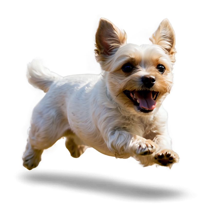 Happy Small Dog Jumping Png 06252024