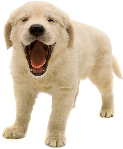 Happy Yawning Puppy