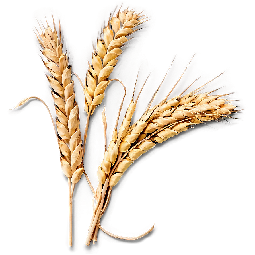 Harvested Wheat Stalks PNG 64 PNG with transparent background