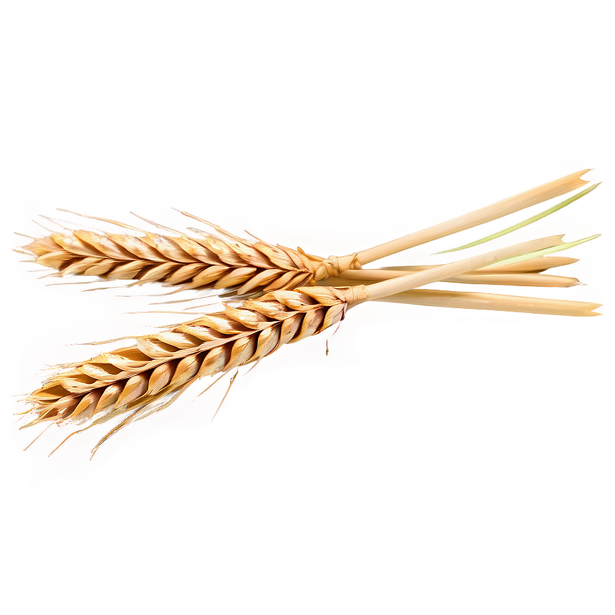 Harvested Wheat Stalks PNG mux PNG with transparent background