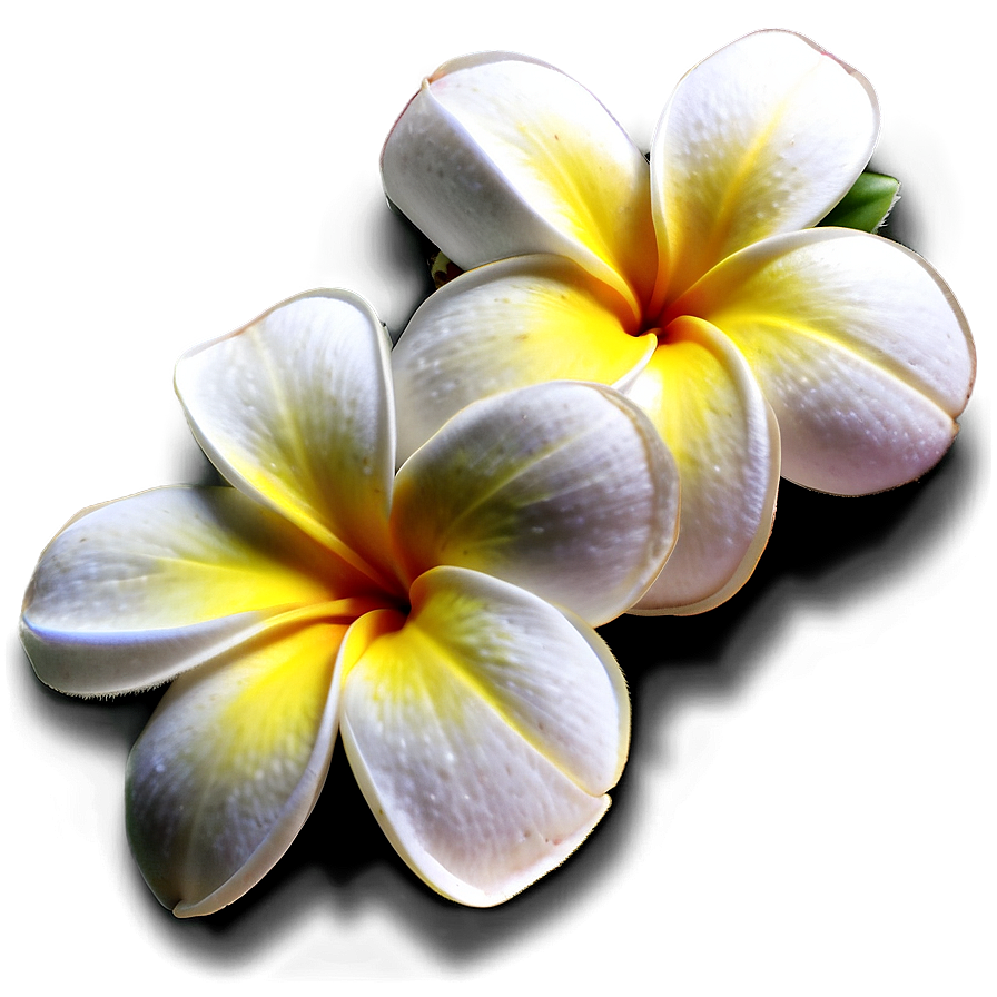 Hawaiian Plumeria Png 87