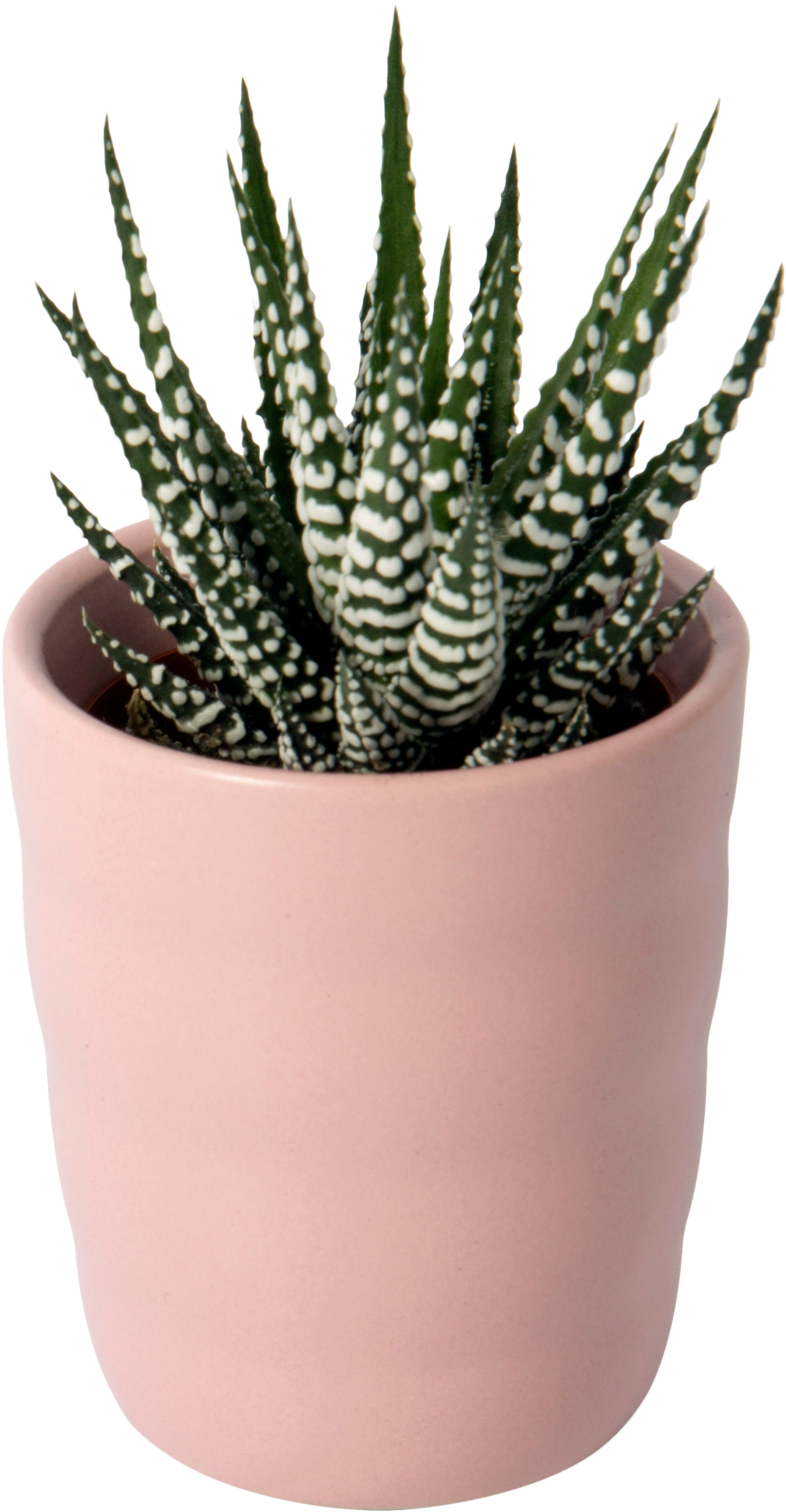Flowerpot, HD Png Download PNG with transparent background