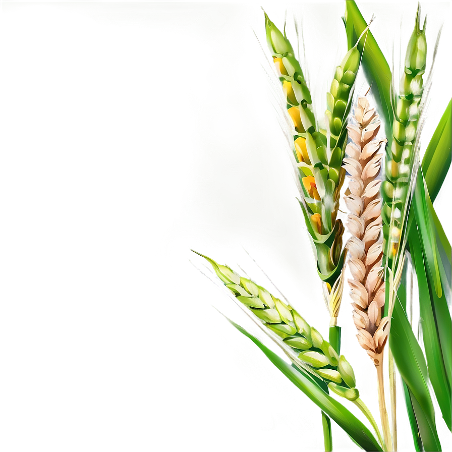 Healthy Green Wheat Field Png Thm