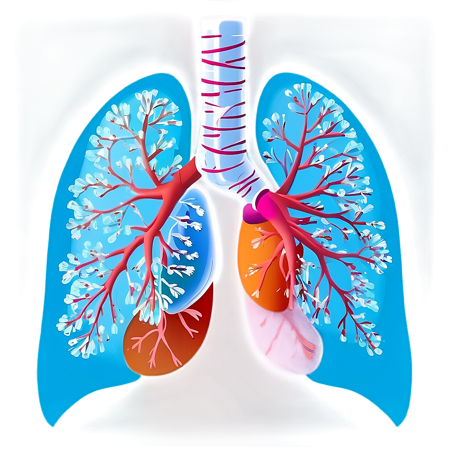 Healthy Lungs Illustration PNG gfn45 PNG with transparent background