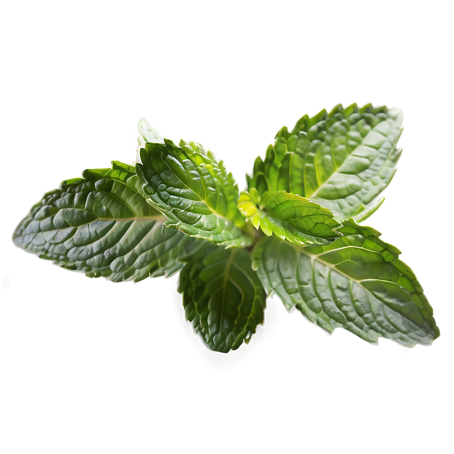 Healthy Mint Leaves Png Gsr