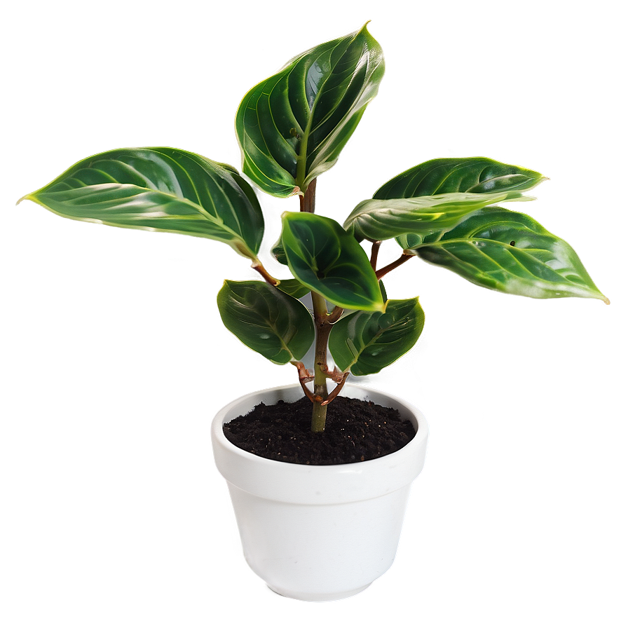 Healthy Small Plant Png 47