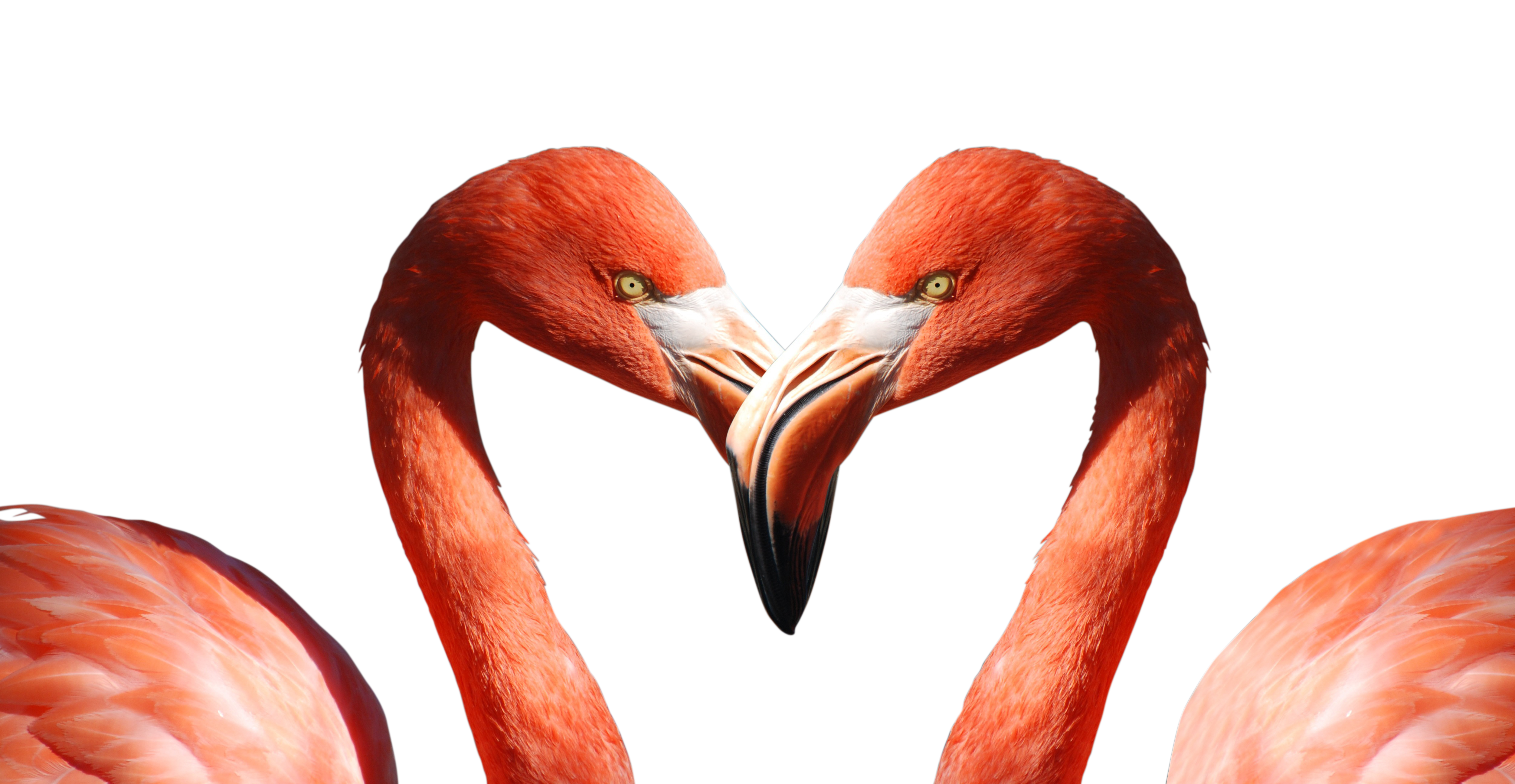 Heart Shaped Flamingo Heads PNG with transparent background