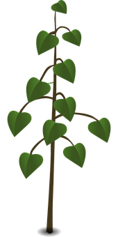 Heart Shaped Leaves Plant Illustration