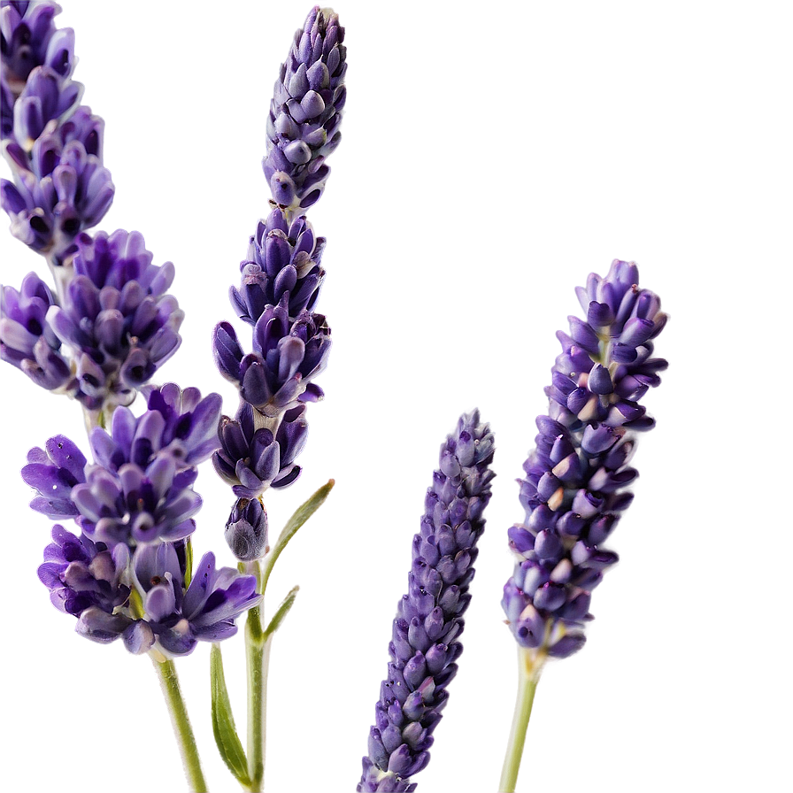 Heather And Lavender Mix Png Eqw