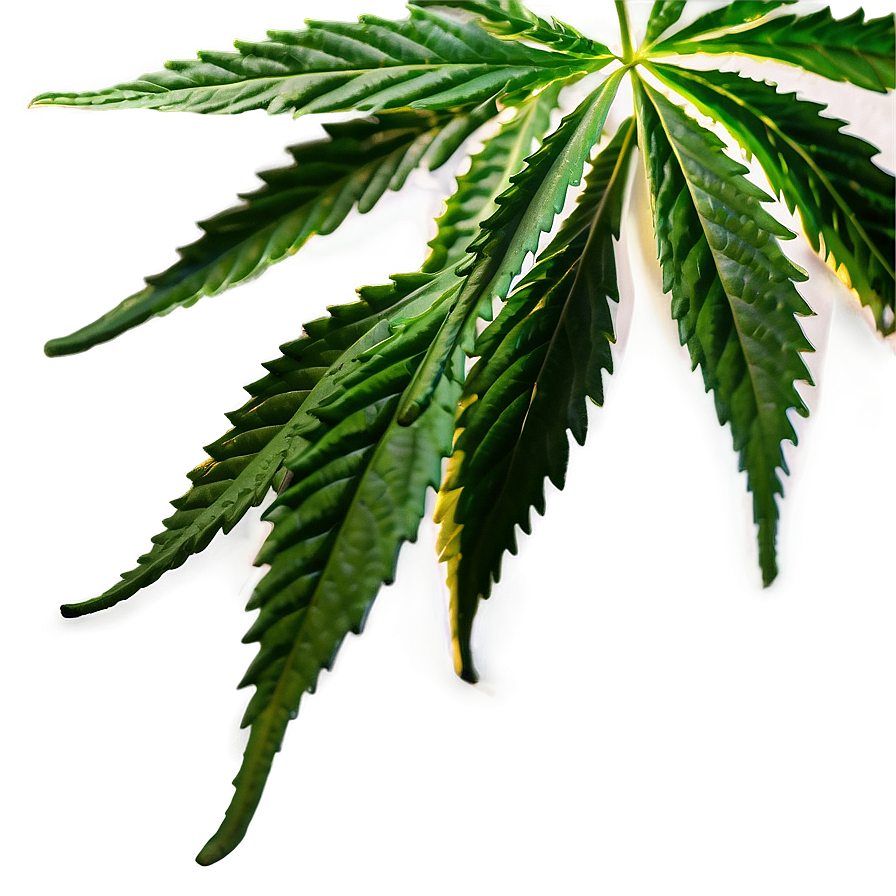 Hemp Leaf Closeup PNG fct83 PNG with transparent background
