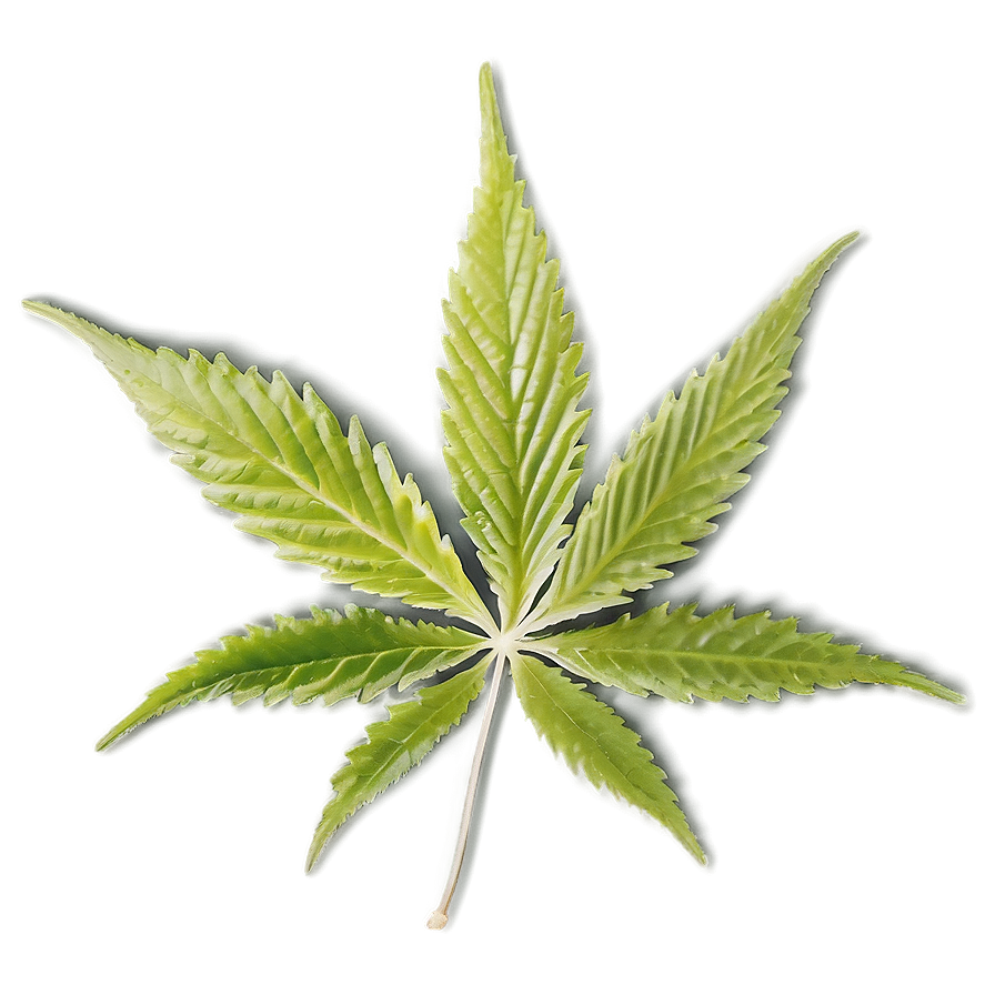 Hemp Leaf Closeup Png Ldh