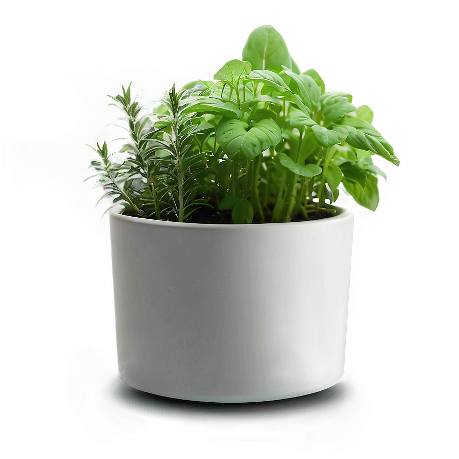 Herb In Pot Png 06272024