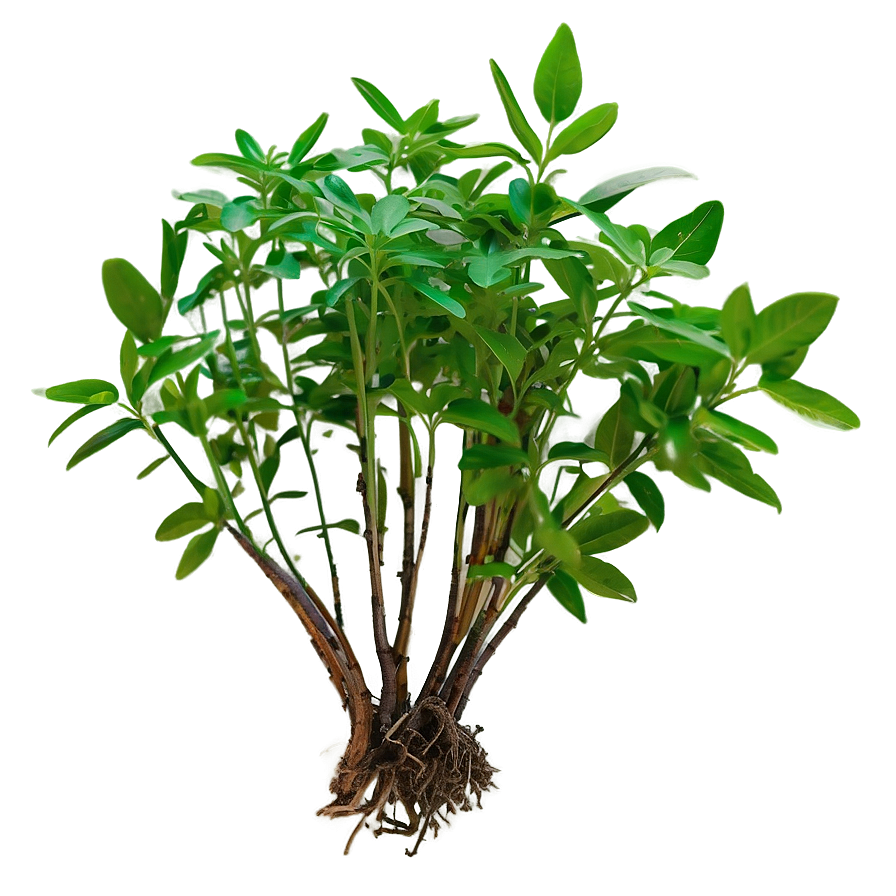 Herb With Roots Png Ipf21