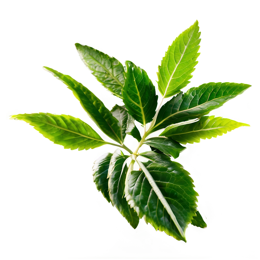 Herbal Leaves PNG 06272024 PNG with transparent background