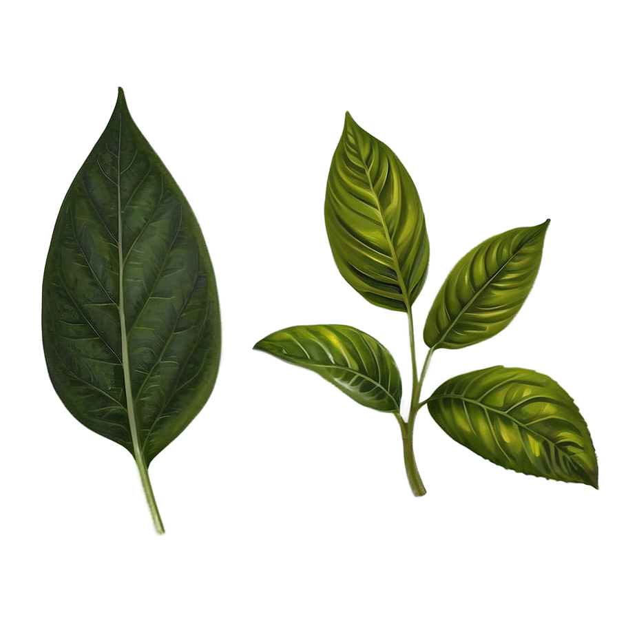 Herbal Leaves Png Kut