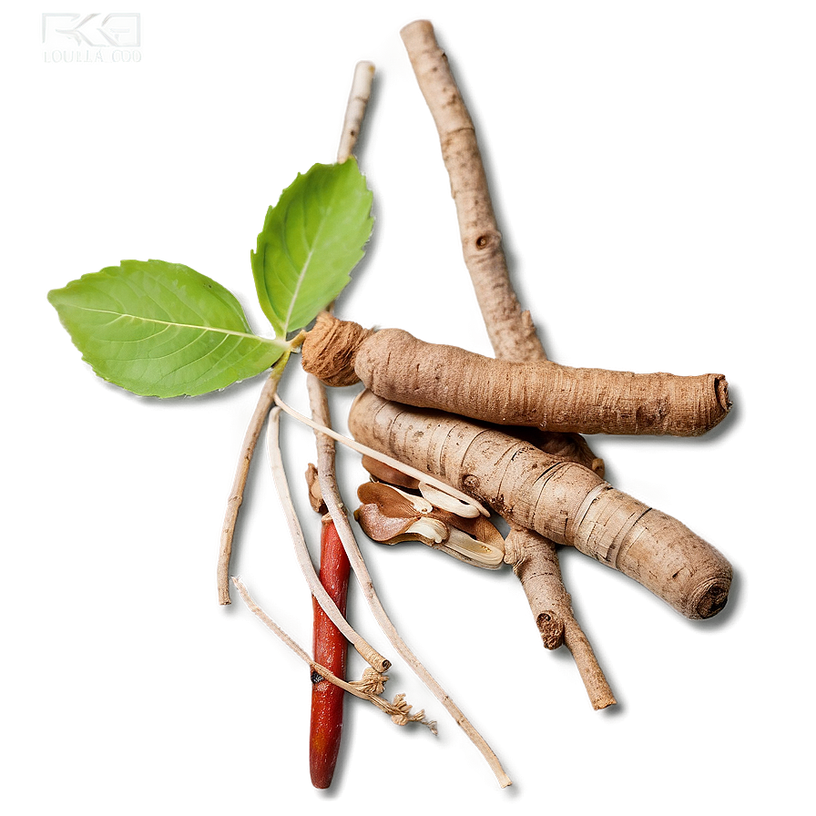 Herbal Root Medicine PNG 06252024 PNG with transparent background