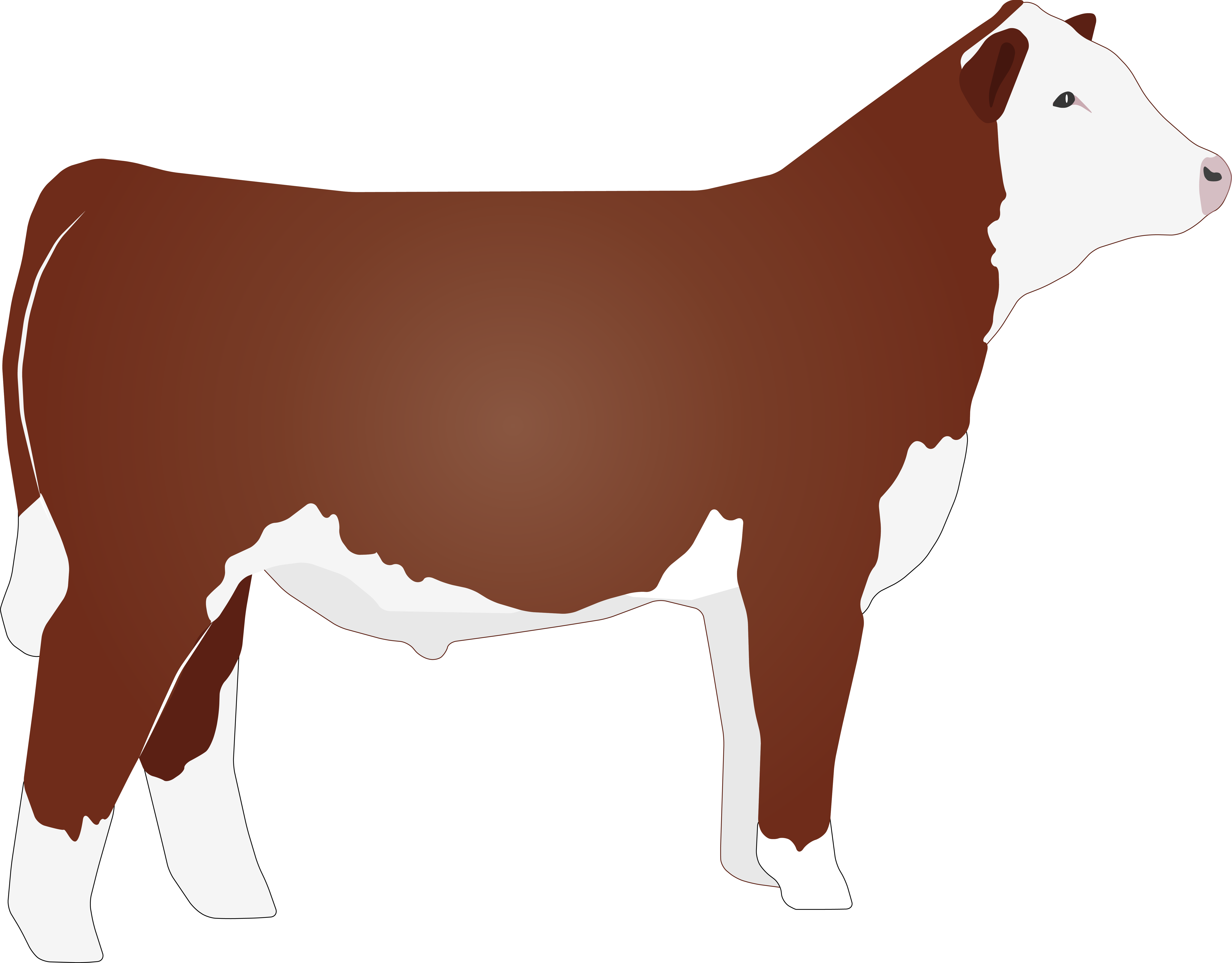 Hereford Cow Illustration